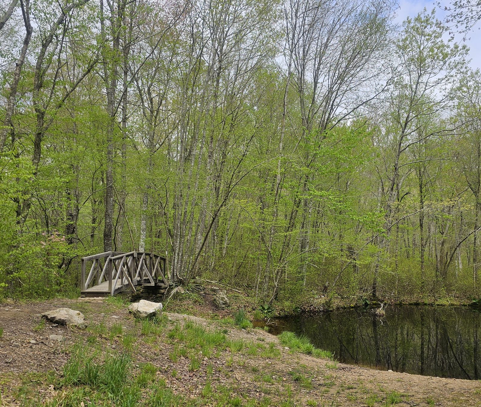 Footbridge over a woodland pond