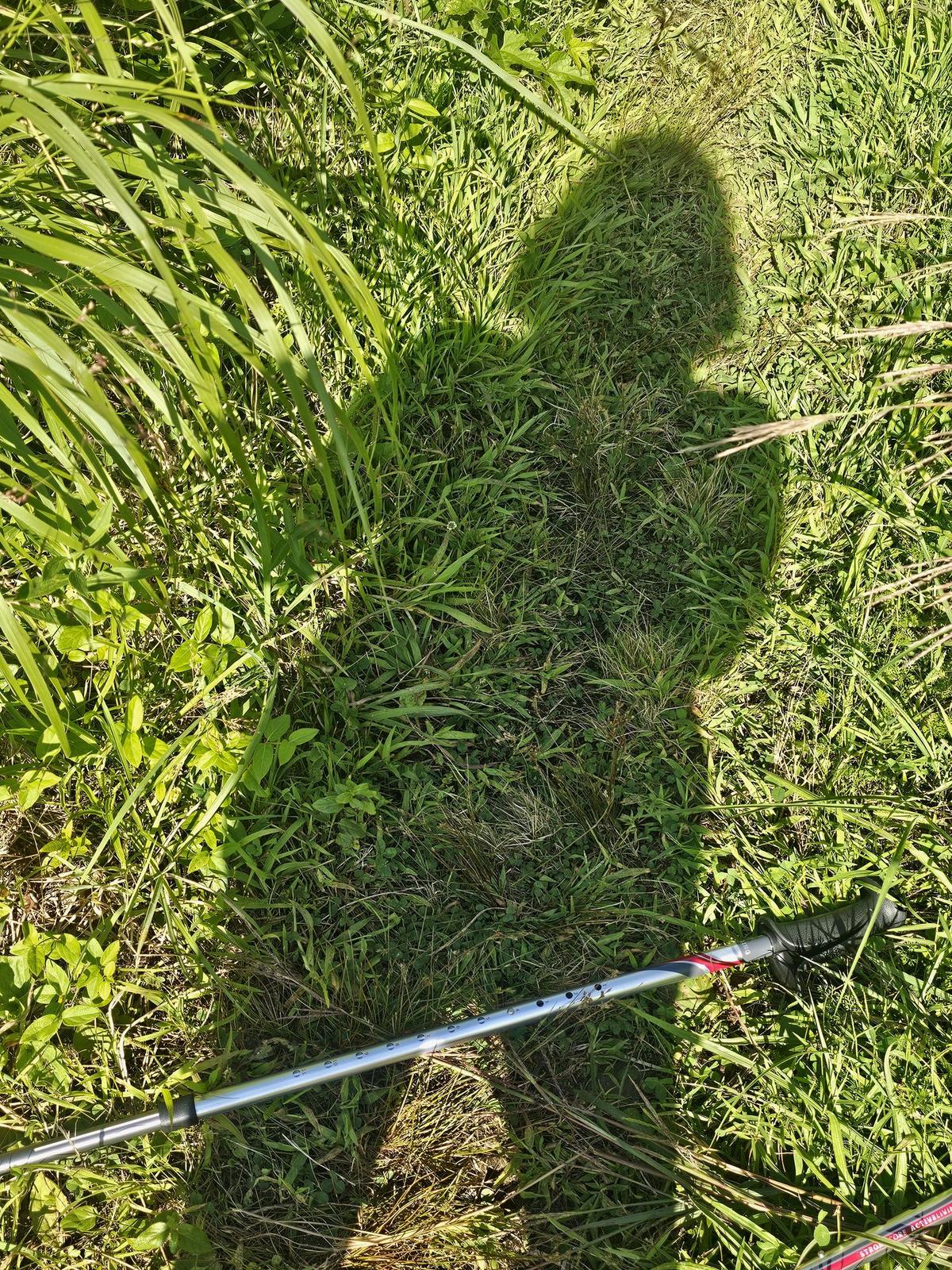Activator poles in the grass