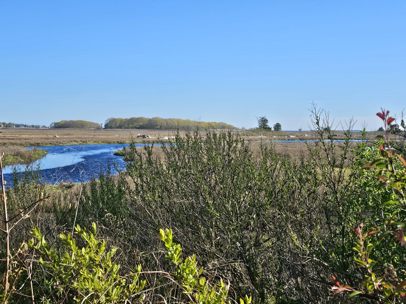 Salt marsh